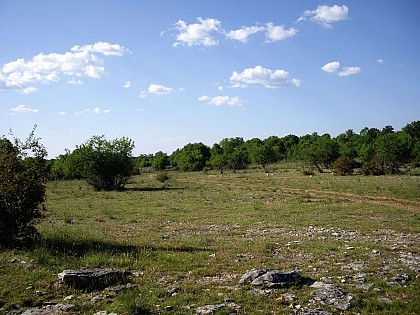 La pelouse sèche