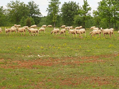 Les pelouses sèches