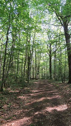 Forêt des grands bois