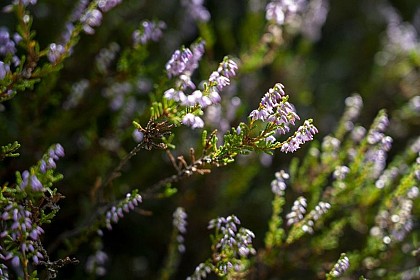 Arbres et plantes des sols acides
