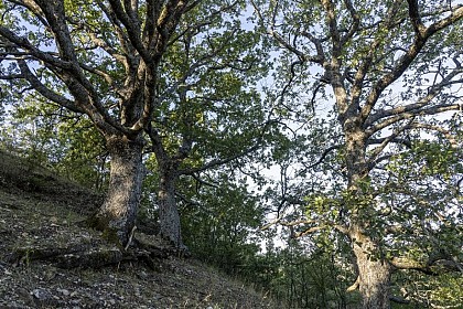 Chêne pubescent et chêne sessile