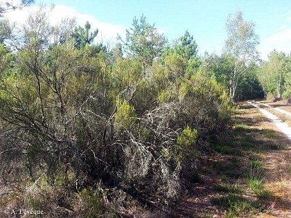 La buyère à balais