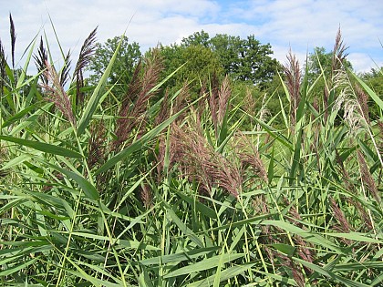 La roselière