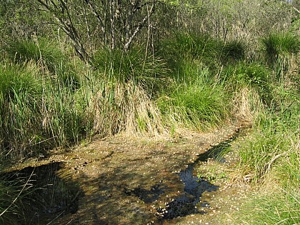 La source de la Gourgue