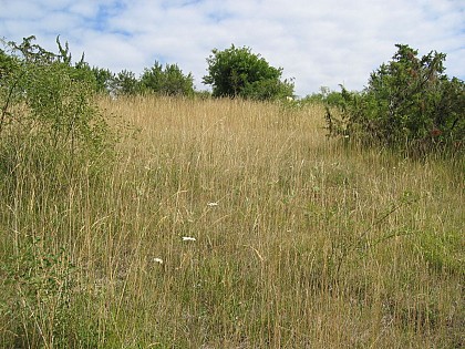 La pelouse sèche