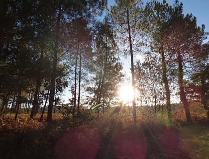 La forêt, l'ancienne voie ferrée