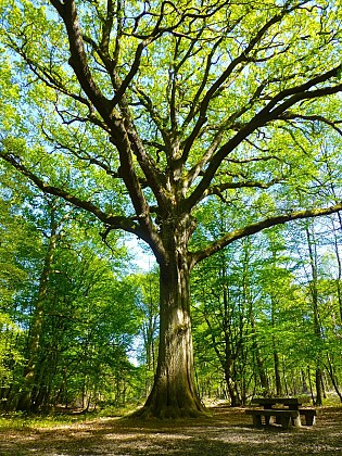 Chêne Saint-Jean