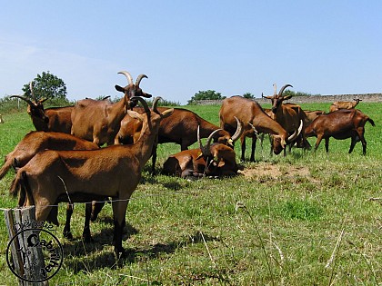 Balade à la ferme : Chèvrerie Cabrilhat