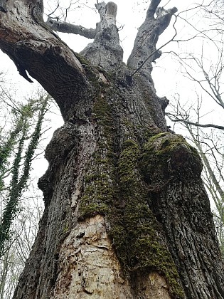 Chêne la Sentinelle
