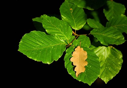 Arboretum of Ville sur Lumes