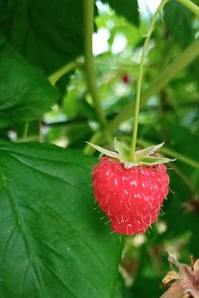 Les fruits rouges d'Anne