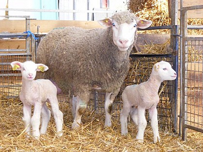 Les volailles et agneaux de la ferme