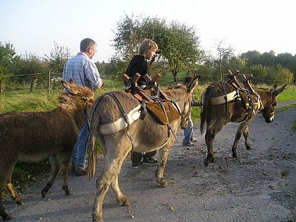 Découvrez les paysages de Thiérache au pas de l'âne ...