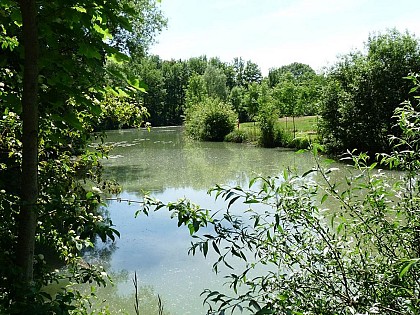 Etang d'Asfeld