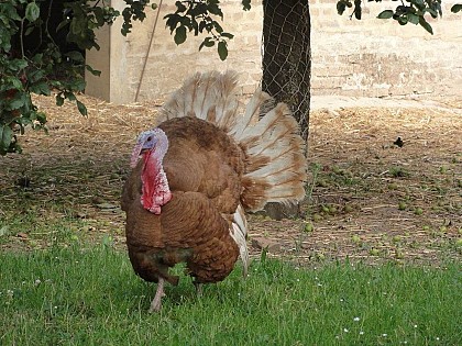 EARL de la Vassigneaux