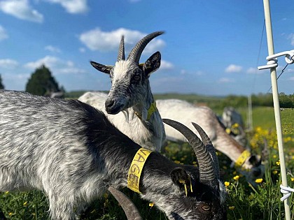 Visit and tasting "Ferme des Domoiselles"