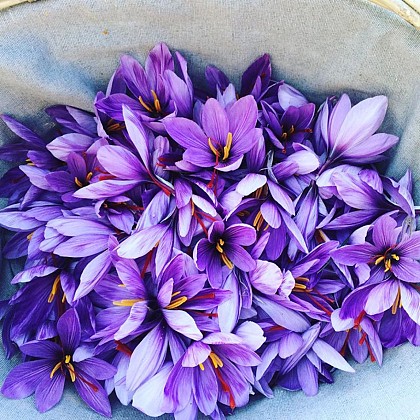 Le Safran, L'Or Rouge des Ardennes