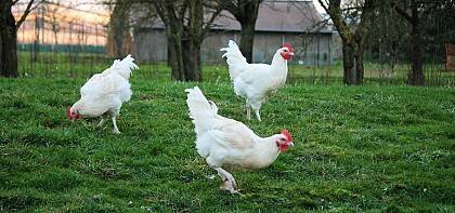 Les Plumes de l'Arnes