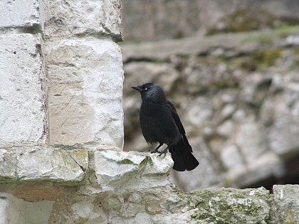 Les Souterrains de l'Abbaye de Jumièges