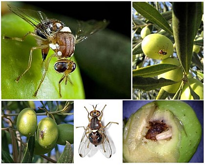 La Mouche de l’olivier