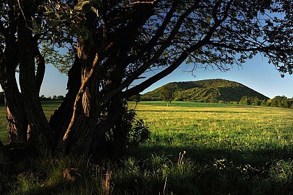 Autour du puy de Louchadière, plantes sauvages et leurs usages