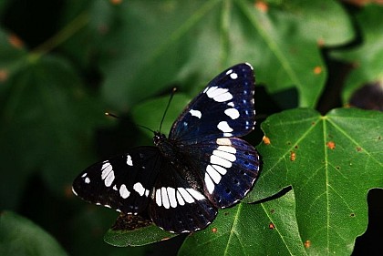 The admiral butterflies