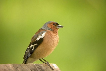 The chaffinch