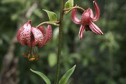The martagon lily