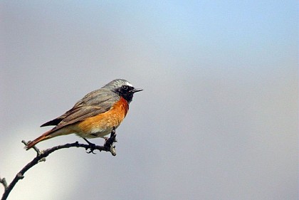 The common redstart