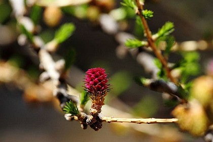 The larch