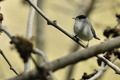 The Eurasian blackcap