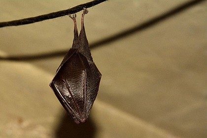 The lesser horseshoe bat