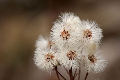 The petasites hybridus or butterbur