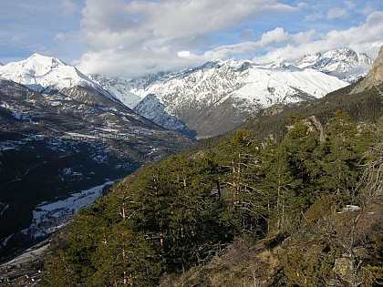 A l'adret, la pinède