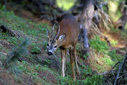The roe deer