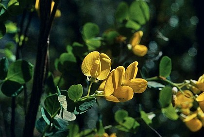 The sessile-leaved cytisus