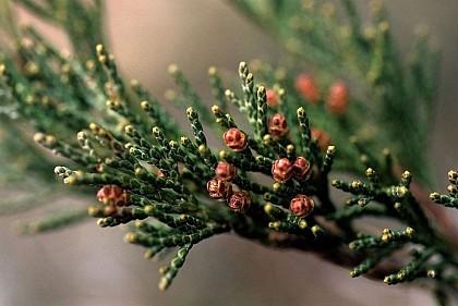 Juniperus thurifera or Spanish juniper