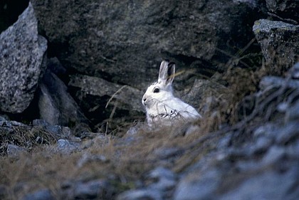 The ptarmigan and the mountain hare