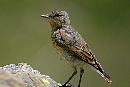 The wheatear