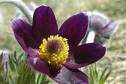 The alpine anemone