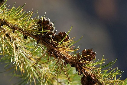 The larch