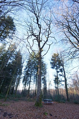 Table de pique-nique