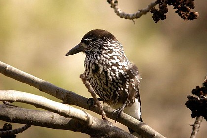 The spotted nutcracker