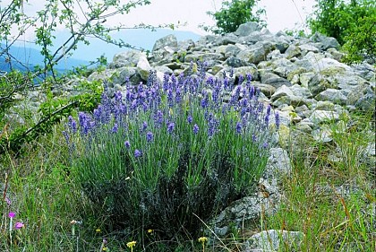The narrow-leaved lavender