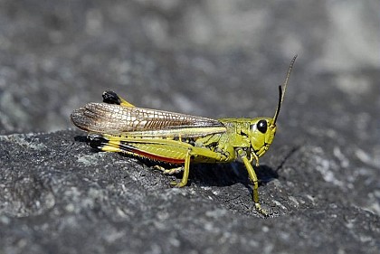 The large marsh grasshopper