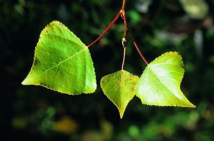Le peuplier noir