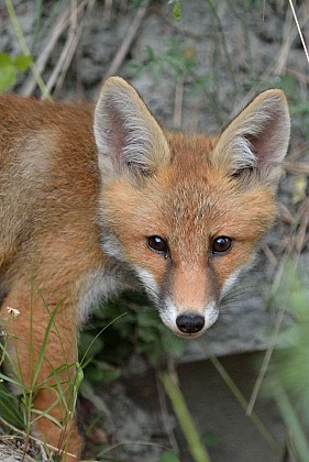 The red fox