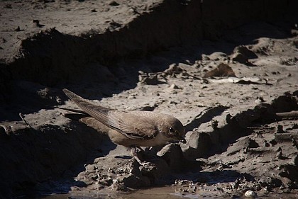 The crag martin