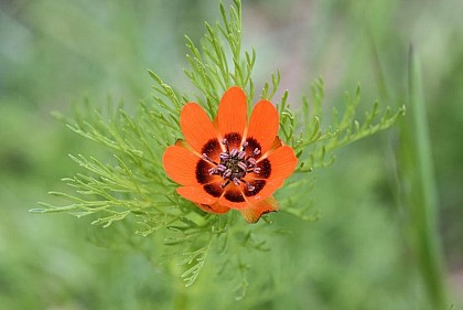 The summer pheasant's-eye