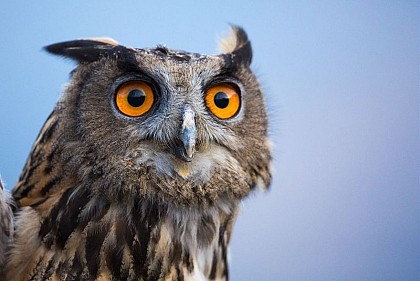 Le grand-duc d’Europe